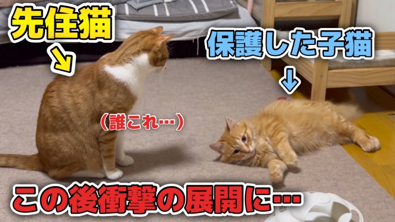 保護した子猫と先住猫の初対面でとんでもない事になりました…