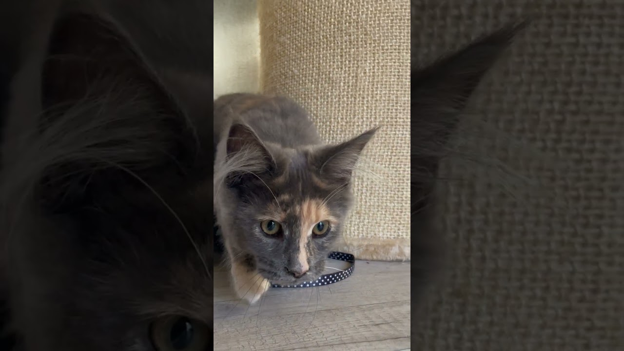 Mendy, la Maine Coon: L’Anticipazione della Corsa al Giocattolo!#mainecoon #shorts