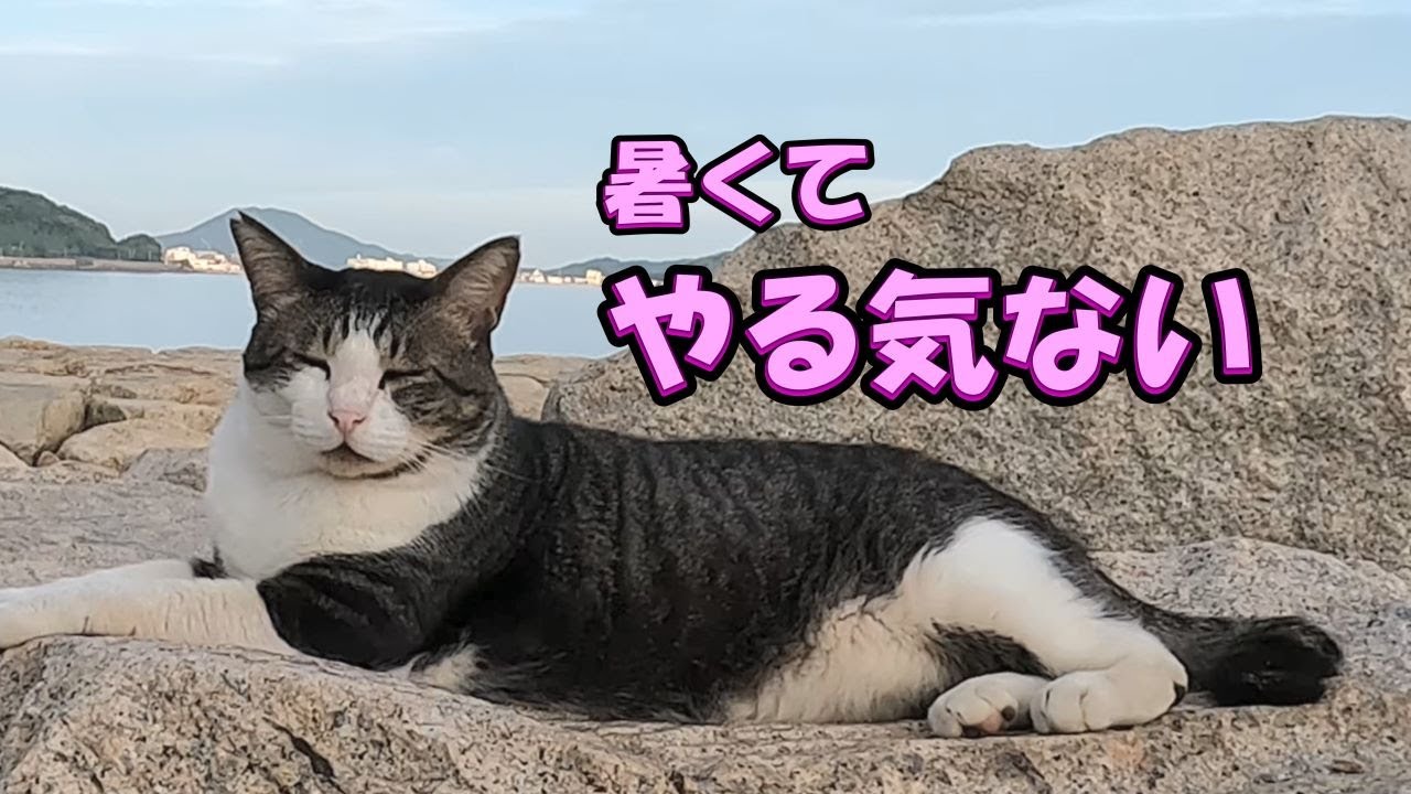 【海岸猫188】猛暑でやる気ゼロのオス猫
