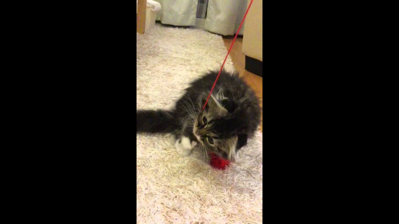 named JJ sweet kitten scottish fold longhair 子猫 スコティッシュフォールド 猫じゃらし遊び