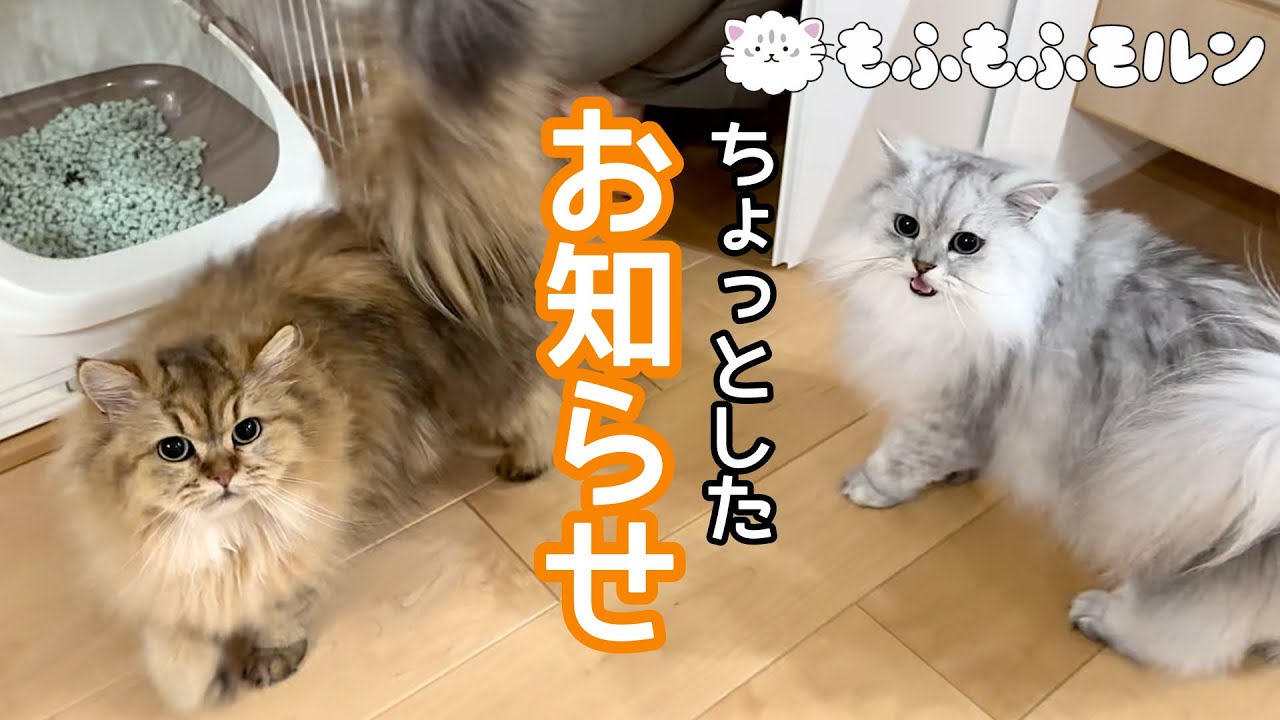 もふもふ猫の爪切りとお知らせ 【サイベリアン】