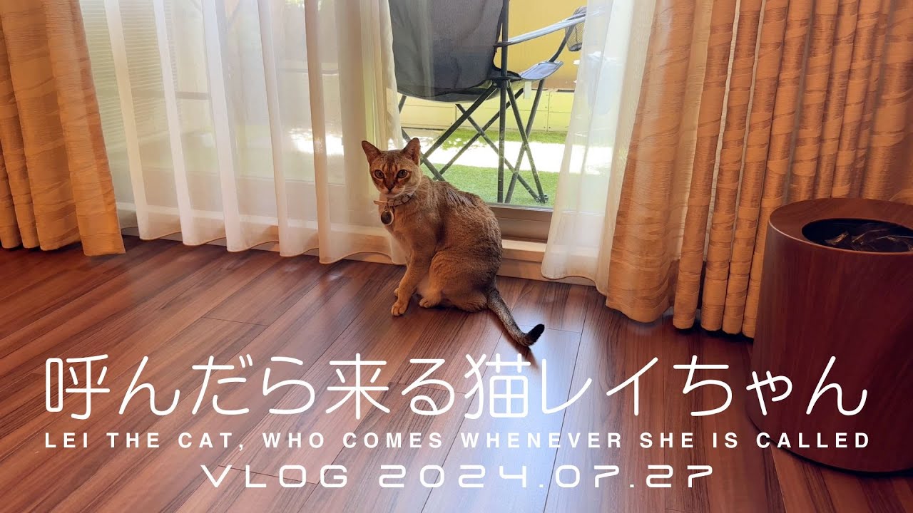 【シンガプーラ】呼んだら来る猫レイちゃん VLOG 2024.07.27 | Lei the cat, who comes whenever she is called