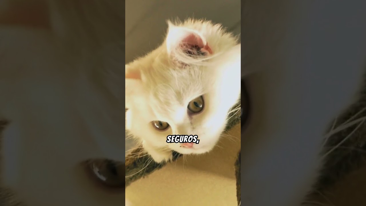 ¿Tienes un gato dominante en casa? ¡DESCUBRELOO! #gatos #cat #cosasdegatos #catcute #cuidadodegatos
