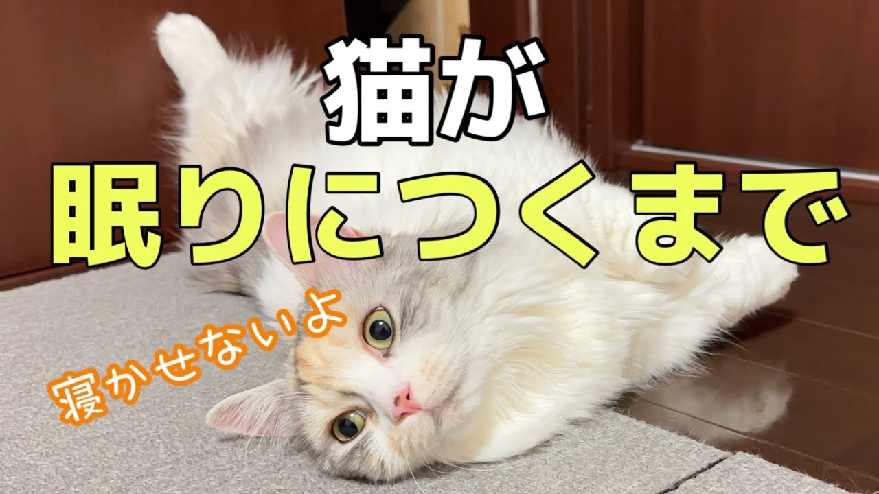 飼い主は猫に生活を合わせると早寝早起きになります
