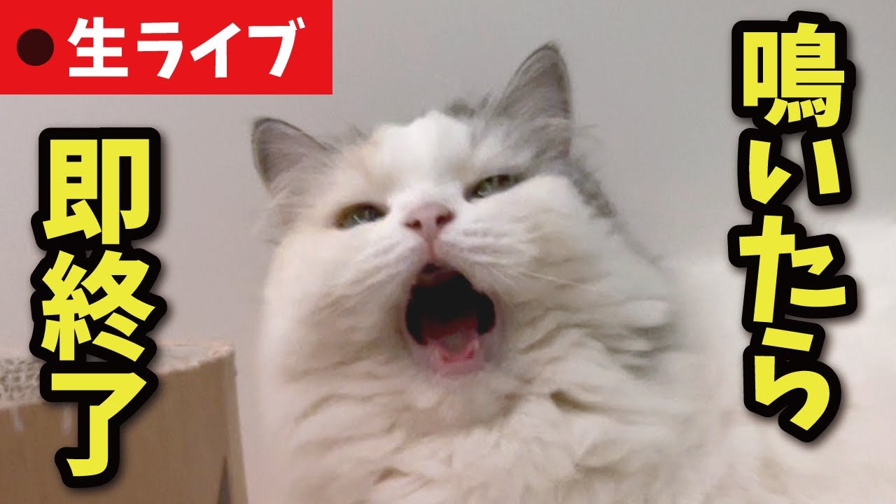 猫が鳴いたら即終了生配信【関西弁でしゃべる猫】【猫アテレコ】