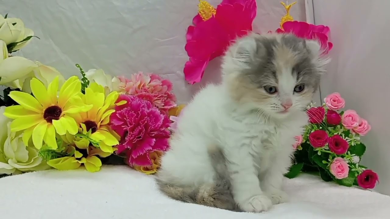 アメリカンカール子猫なら/宮城県ペットショップ鈴花