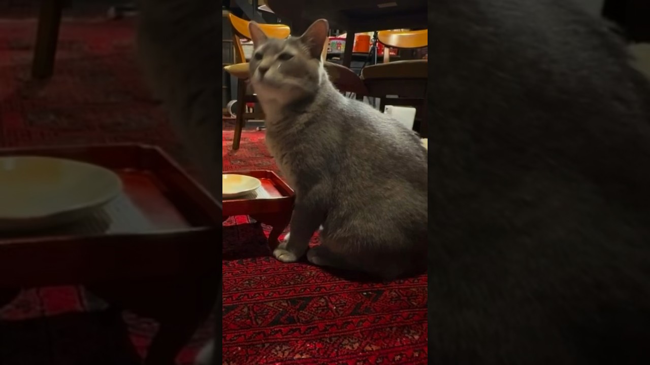さっちゃんとおばあちゃんの散歩・628日目…  #cat #保護猫 ＃風の猫＃さっちゃん