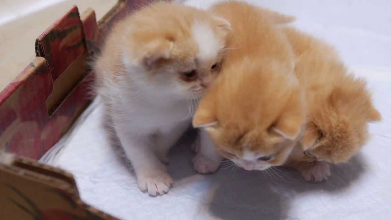 生後間もないマンチカンの子猫