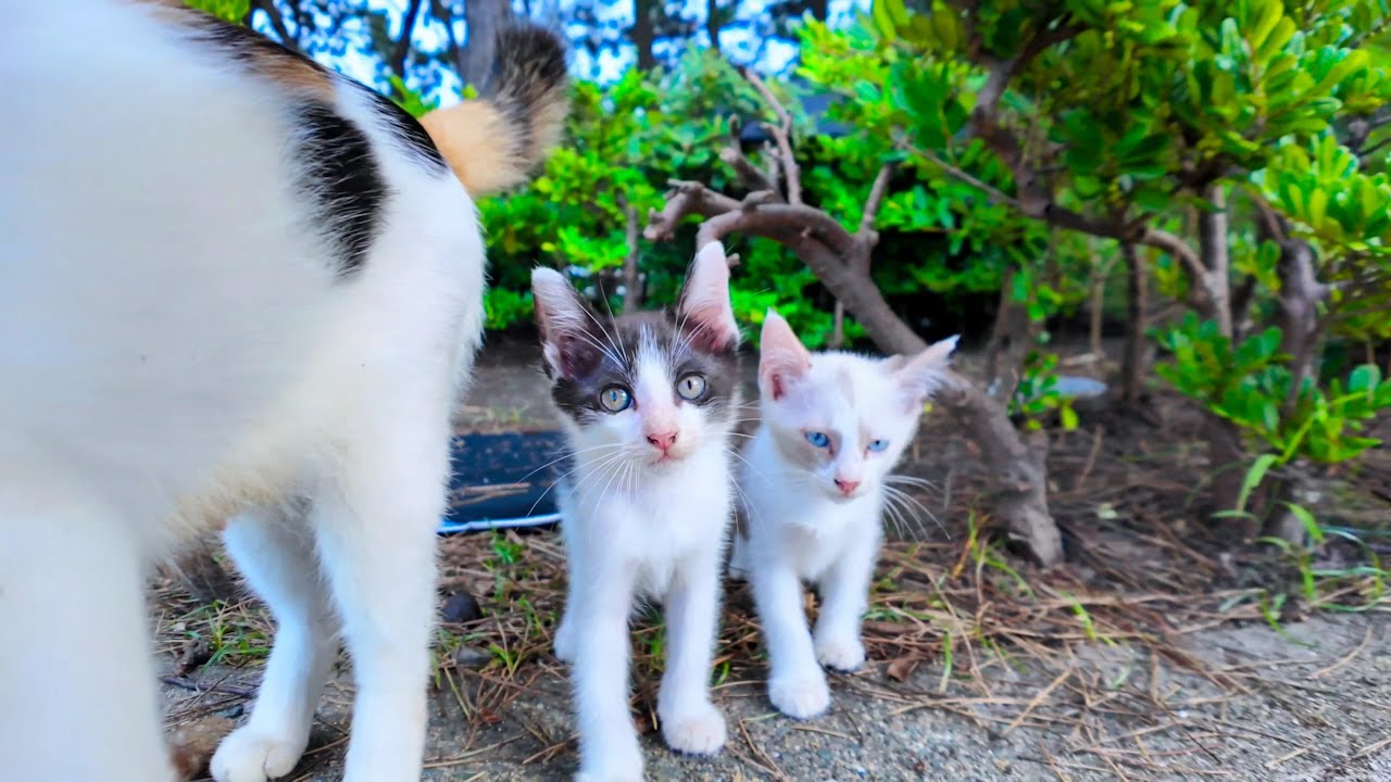三毛猫ママの後ろから子猫たちが出てきた