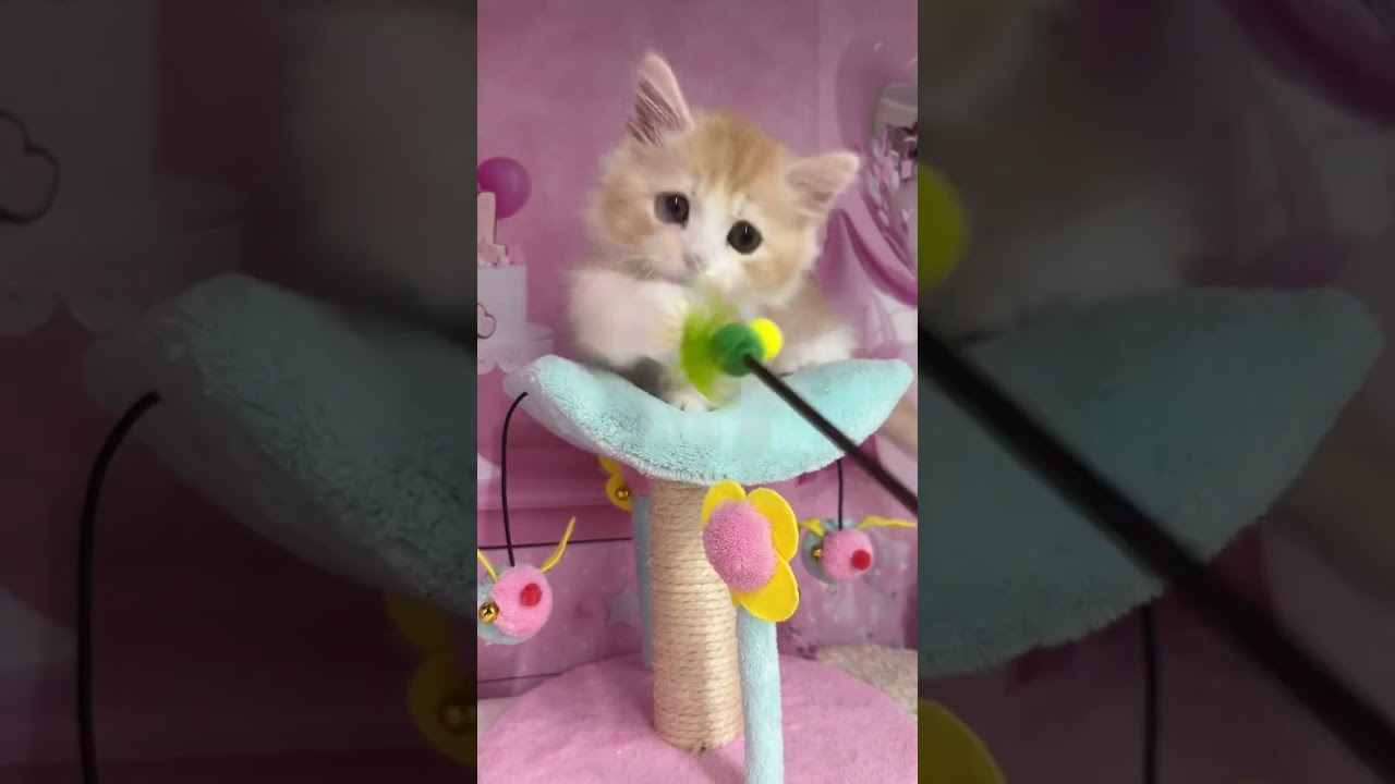【ご家族様募集中】動画更新♪短足マンチカン男の子 #catbreed  #kitten #かわいい子猫  #子猫ブリーダー  #子猫  #cute  #ミヌエット  #短足マンチカン
