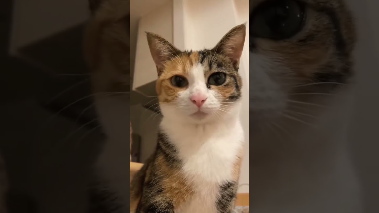 Funny Cat Meows to Brighten Your Day cute cat #cat #manxcat #catfunny #meows