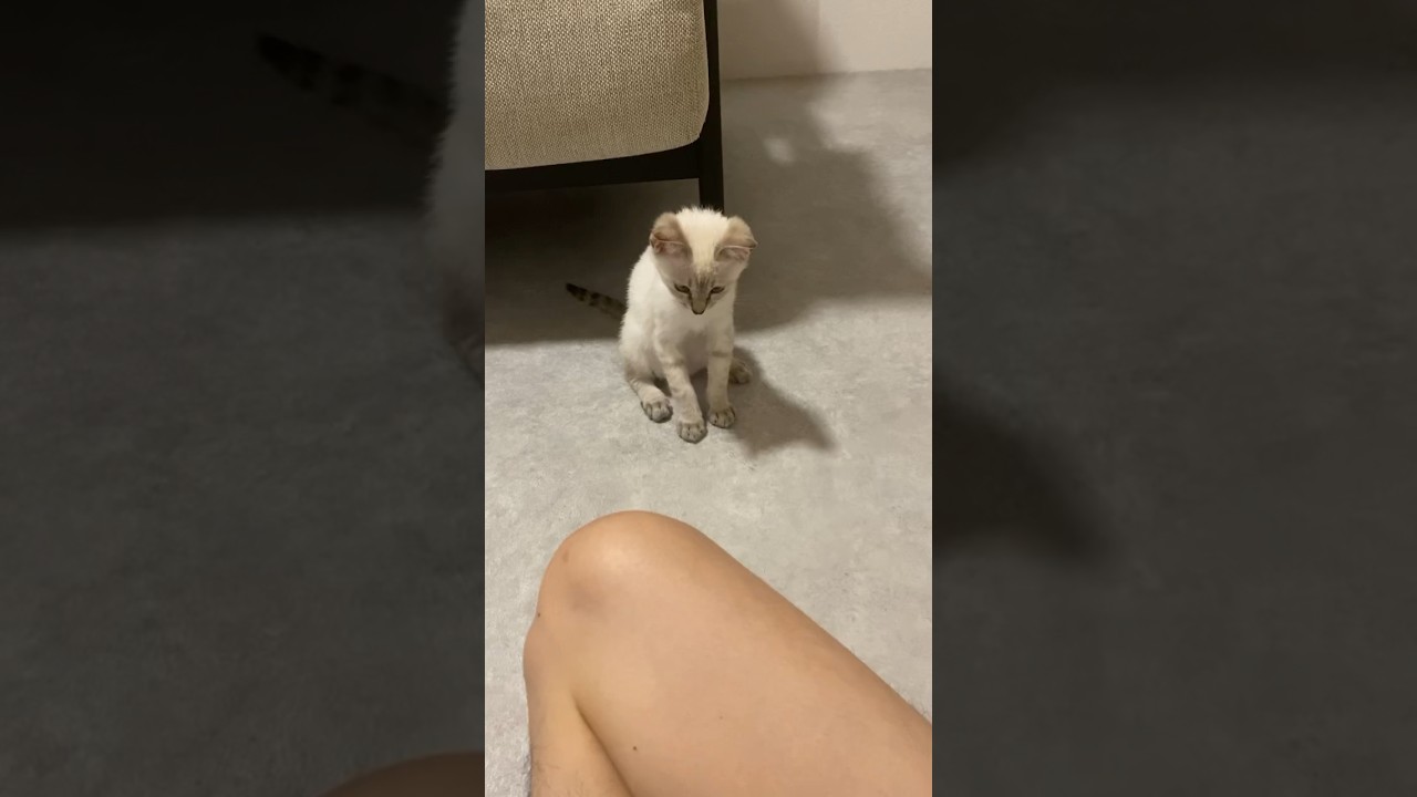 くんくんやめて。こしょばゆい　#元保護猫　#シャムトラ　#シャムミックス　#cat #猫耳 #kitten #シャムmix  #子猫 #猫耳