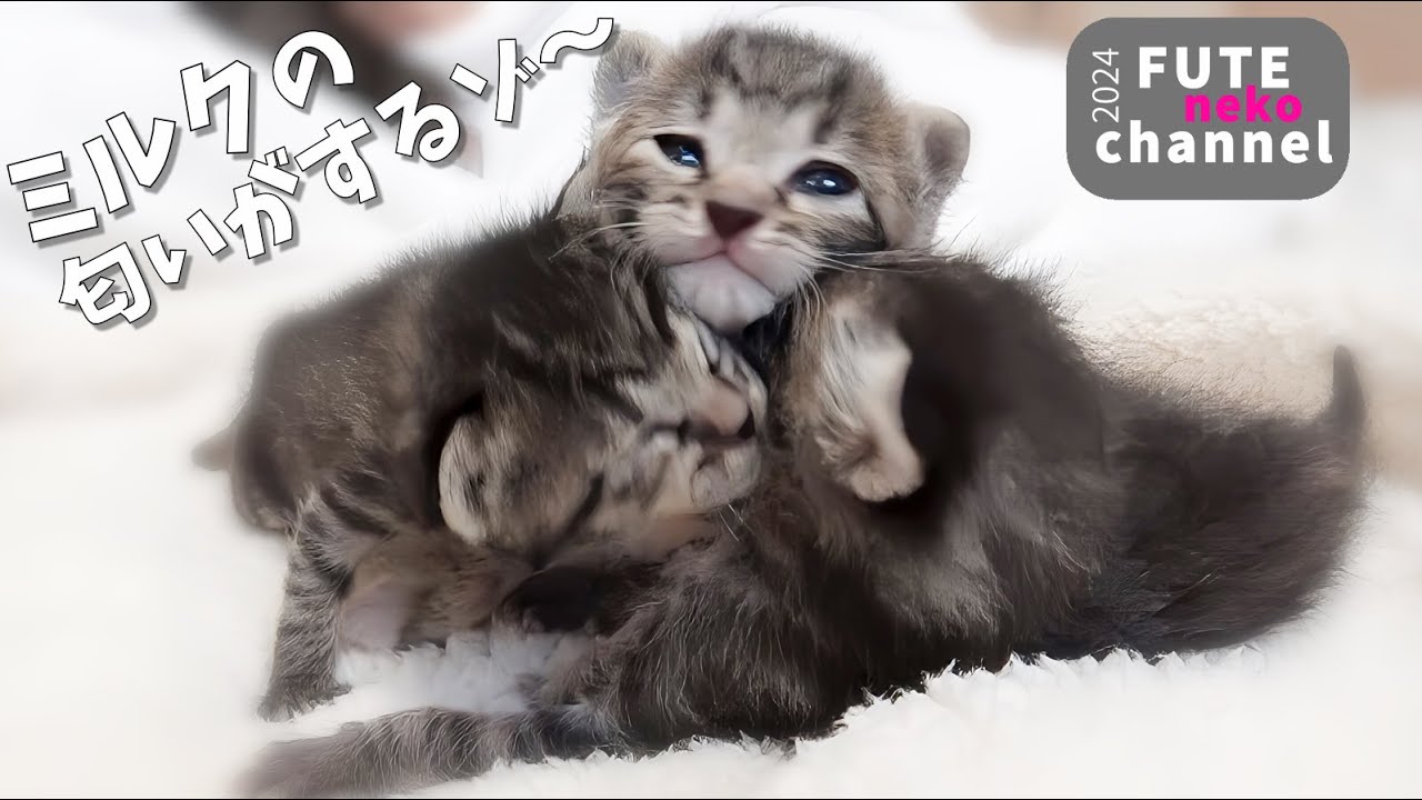 兄妹にもみくちゃにされちゃう子猫【保護子猫】