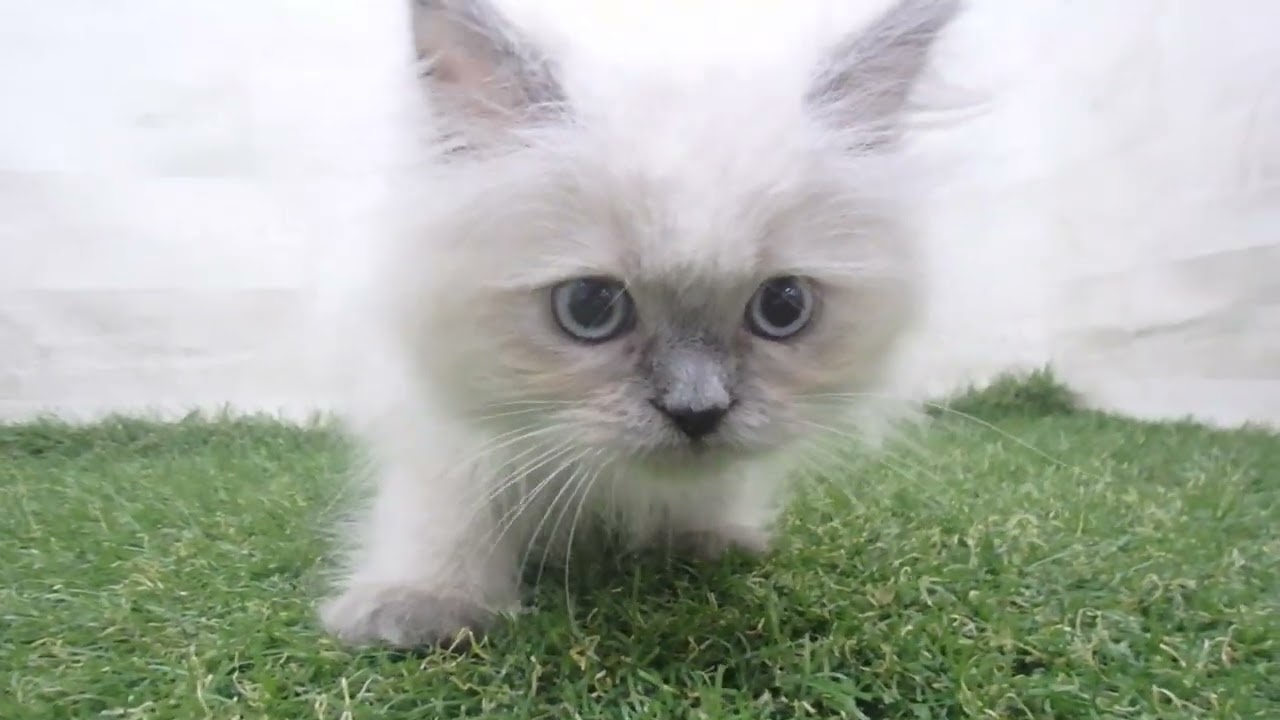 Coo&RIKU　No00683408 ヒマラヤン