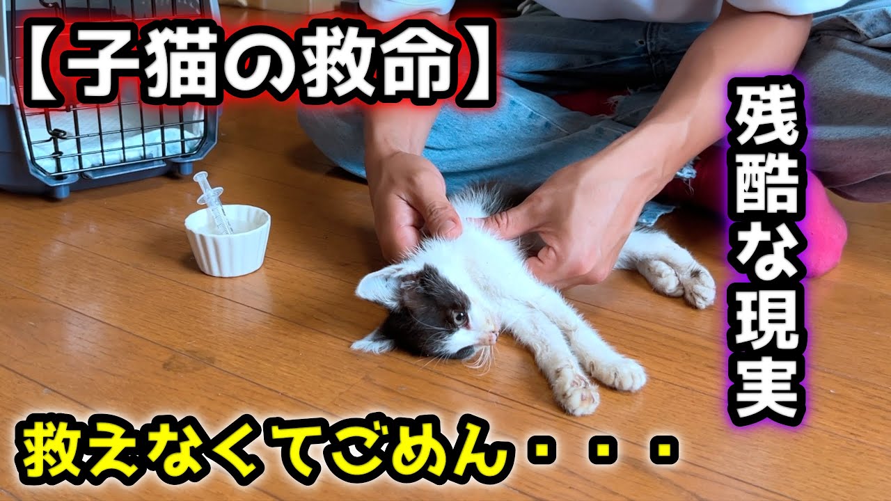 【涙】救えなかった命…子猫を保護したけど、、【甲斐犬一休と猫のしずく】