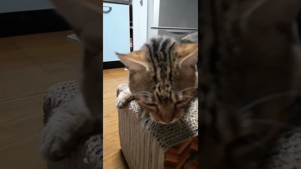 ゴキゲンなおじいちゃんマンチカン　#shorts