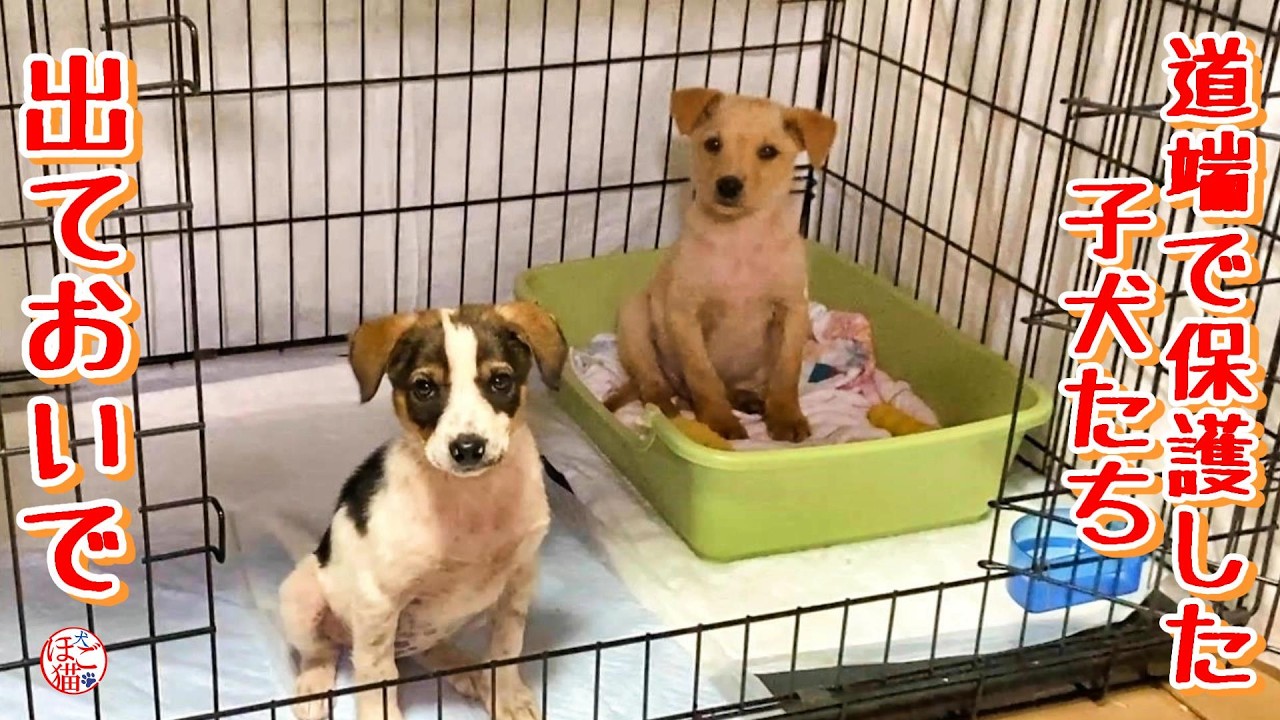 【子犬　保護　子猫】道端で保護した子犬達ケージから出ておいで