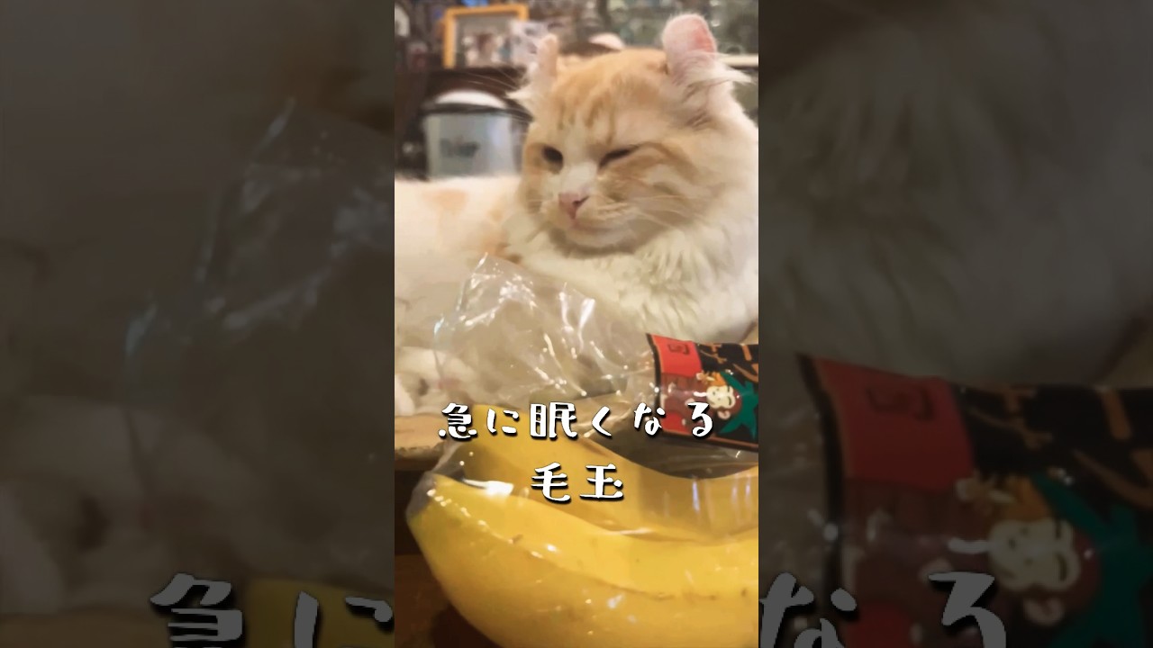 【キンカロー】急に眠くなる毛玉【マンチカール】