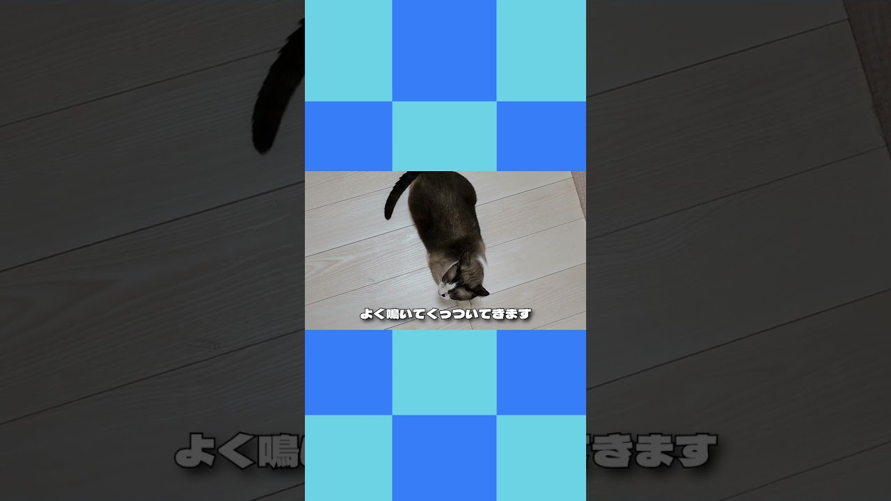 【シャムミックス猫】スノーシュー？短毛ラグドール？不思議な柄のルカちゃんのまったり動画～ その1 #猫 #シャムミックス #スノーシュー #cat
