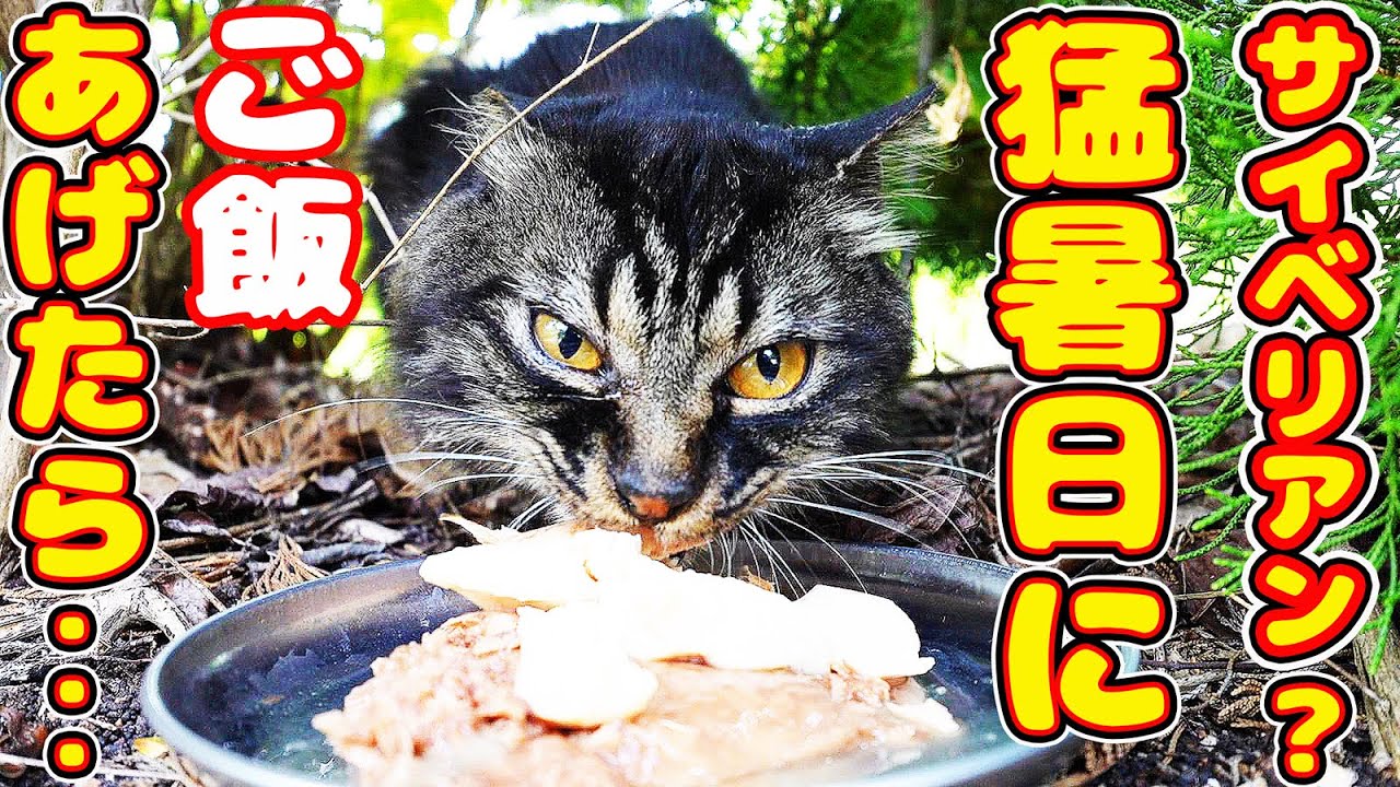 サイベリアン？猛暑日に猫にご飯あげにいくと・・・