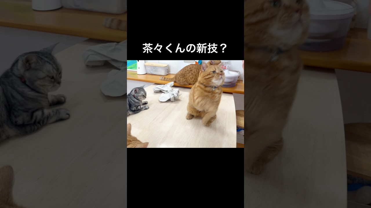 マンチカンの茶々くんが突然新しい技を...！ #猫 #マンチカン #shorts