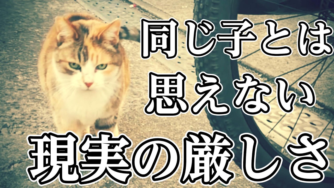 外暮らしの猫の過酷さが彼女の変わってしまった姿から悲しくも現実であることを思い知らされる