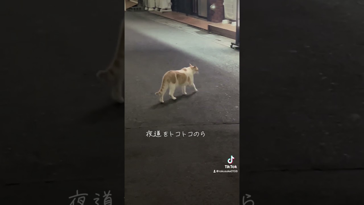 深夜の商店街トコトコノラ猫　新所沢コンカフェKORAT #野良猫 #猫 #cat #新所沢 #まったり #土曜日