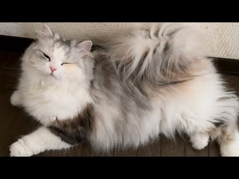 猫は大好きな人に瞬きするようなのでパパとママで検証した結果、愛猫の顔が…💔【スコティッシュフォールド】