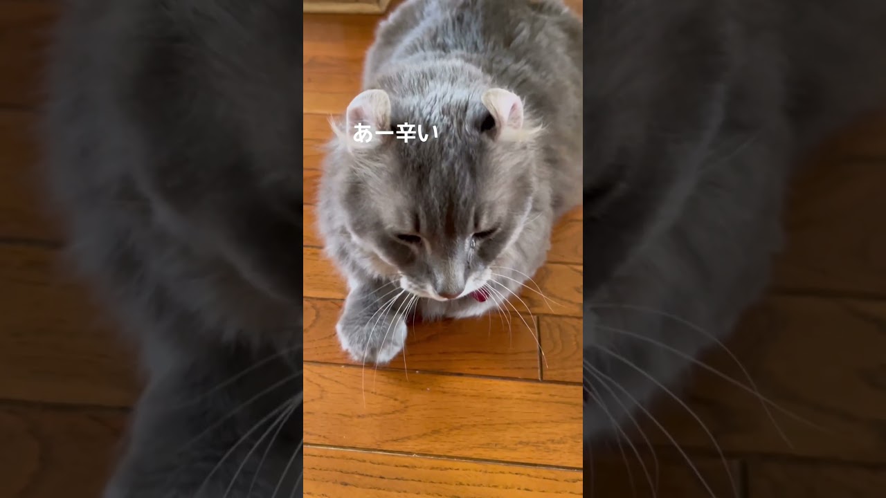 猫動画 #shorts なんかください #アメリカンカール 里親募集で迎え入れた猫の日常