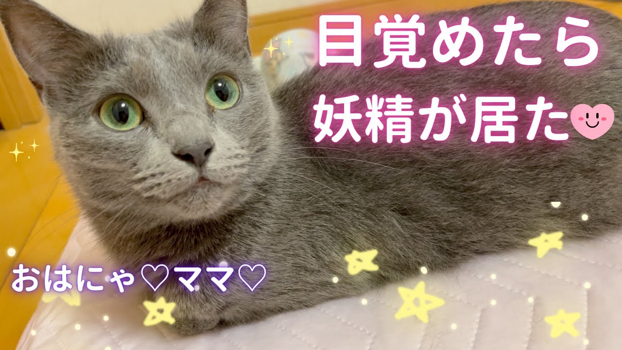 【猫ロシアンブルー】可愛い“妖精猫”そらちゃんが待ってくれていた休日❤️