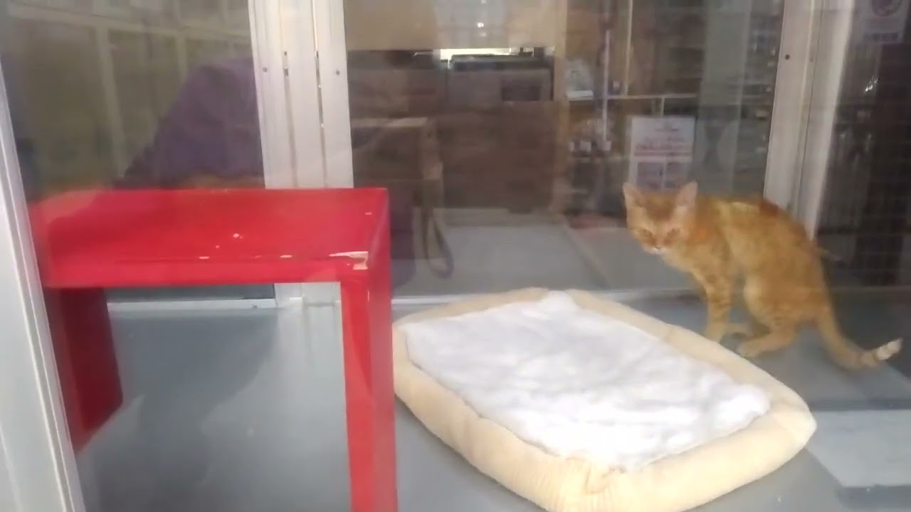 デボンレックス