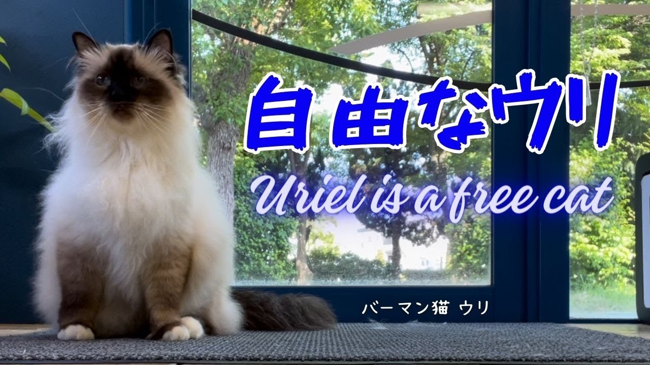 バーマン猫ウリ【自由なウリ】Uriel is a free cat（バーマン猫）Birman/Cat