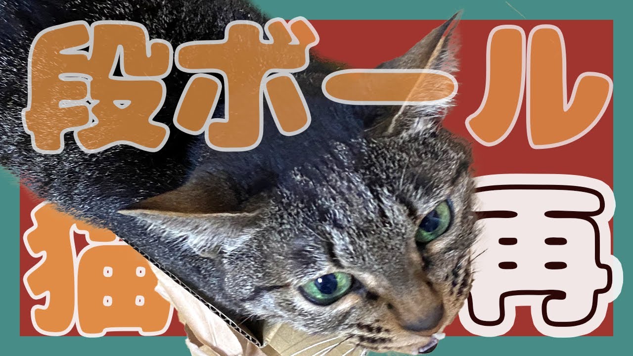 サイズ関係なくダンボールが大好きなかわいい猫/キジトラ猫/日本猫