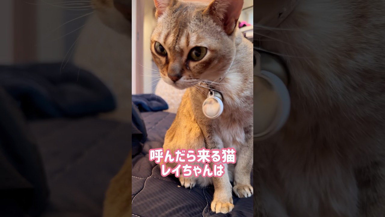 新しい給餌機が怖いレイちゃん #シンガプーラ #cat #shorts