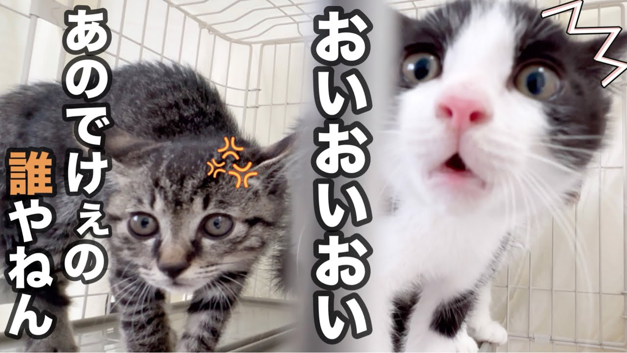 初めて先住猫を見た子猫がこんな事になりました…。