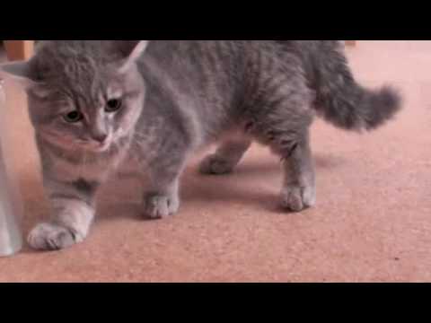 マンチカン vs 怪人タオル男