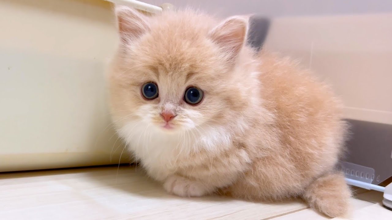 【マンチカンの子猫】子猫が珍しく狙ってる相手が間違っている件 ～猫のいる生活Vol.994～出産動画 マンチカン短足・ミヌエット・ペルシャ猫専門ブリーダー『ペット蔵人』【子猫の成長記録】