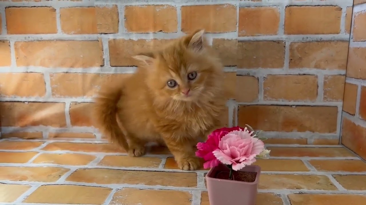 スコティッシュフォールド 【レッドタビー】モフモフフサフサロングの可愛子