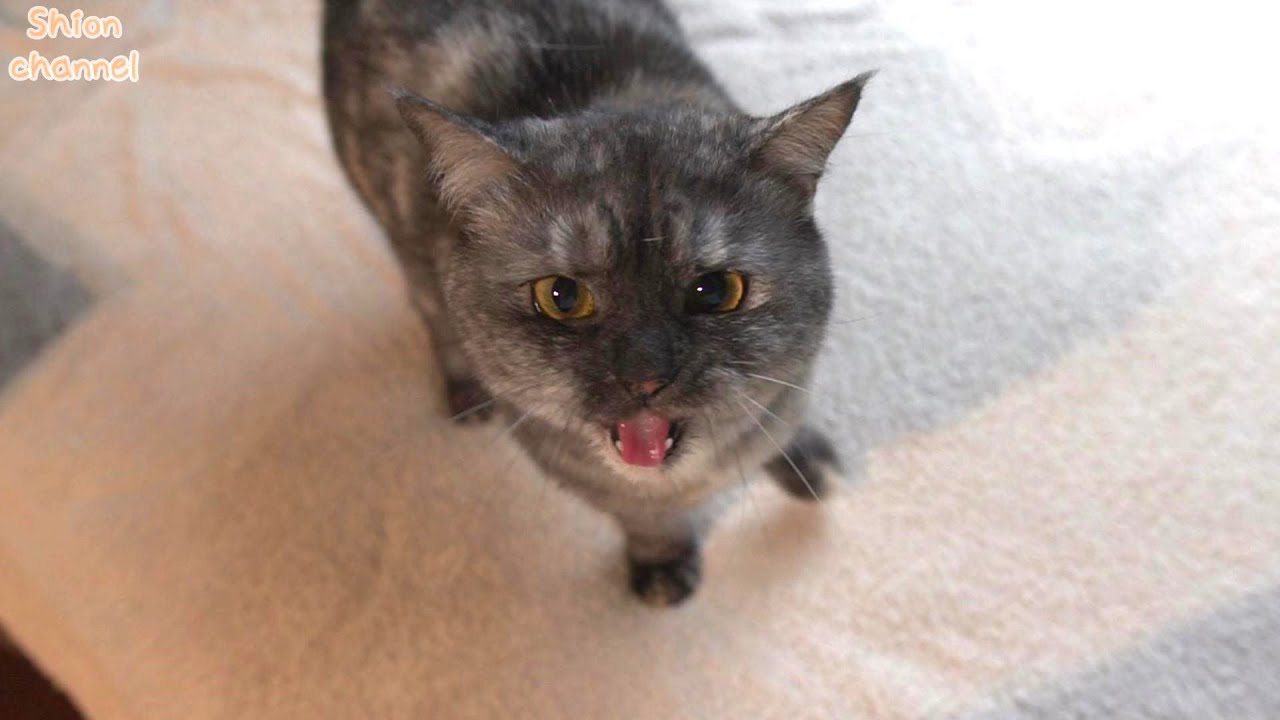ゲリラ雷雨にビックリした猫たちの様子