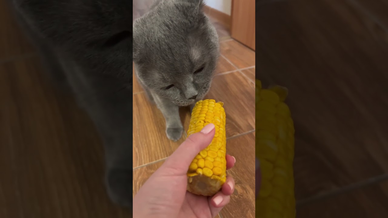 Несезон #catlover #cats #funnyshorts #catlife #newvideo #britishshorthaircats #cats_of_world