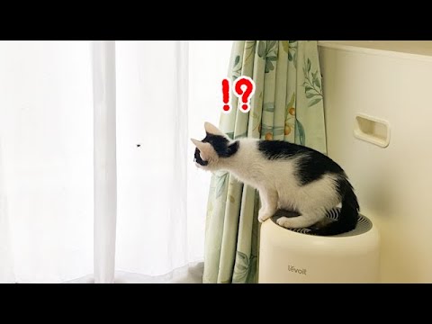 初めてハエを見た子猫の反応