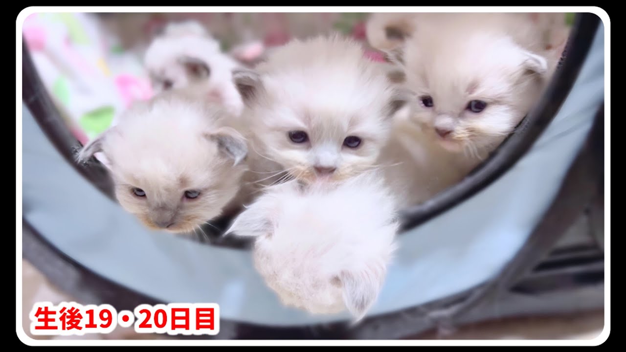 【生後19・20日目】素晴らしいチームワークに感動‼️飼い主がミルクを作って持ってくるまで出ないおっぱいで子猫達をあやす母猫 #猫 #子猫 #未熟児