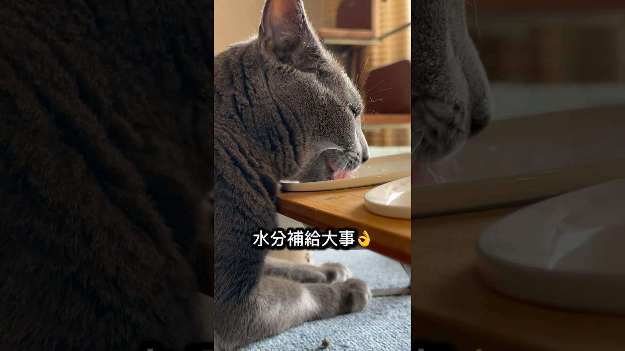 【ロシアンブルー】めろん...お水飲んでますがちと横着ね🫢【猫】#shorts