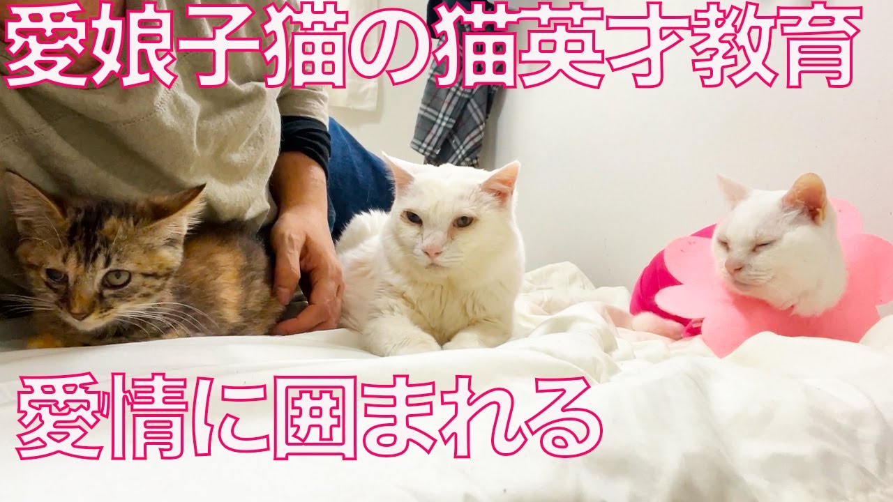 コムギ子猫、珍妙な愛情に囲まれる My kitten 'Komugi' surrounded by her senior cats