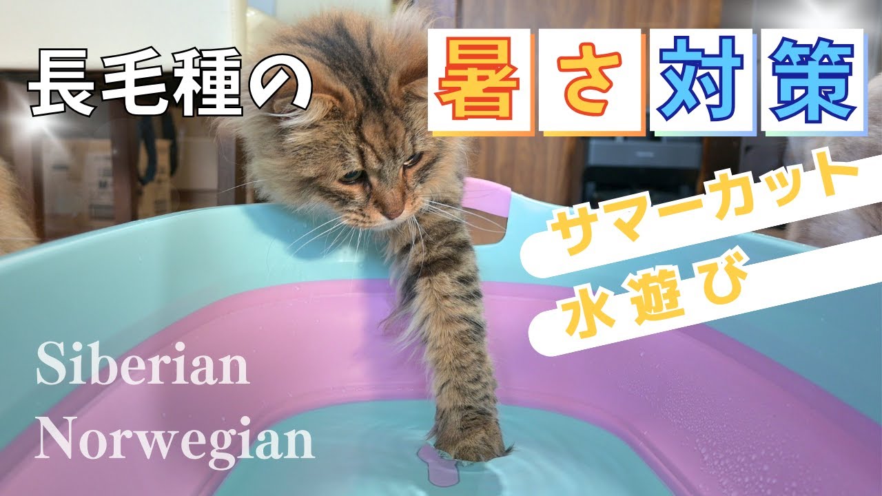 猫７匹のサマーカット＆水遊び⛲【サイベリアン・ノルウェージャン・多頭飼い】