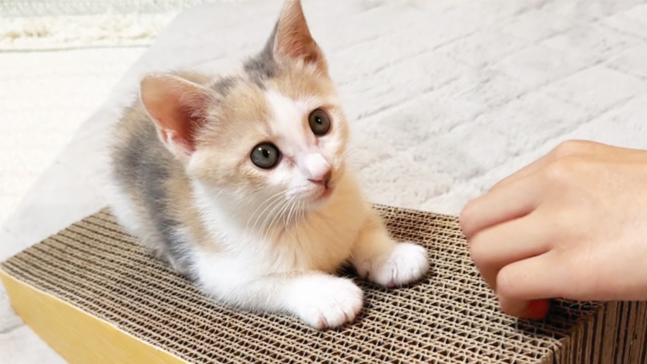 子猫爪研ぎ練習中におもしろほっこりハプニング！【保護猫・元野良猫】