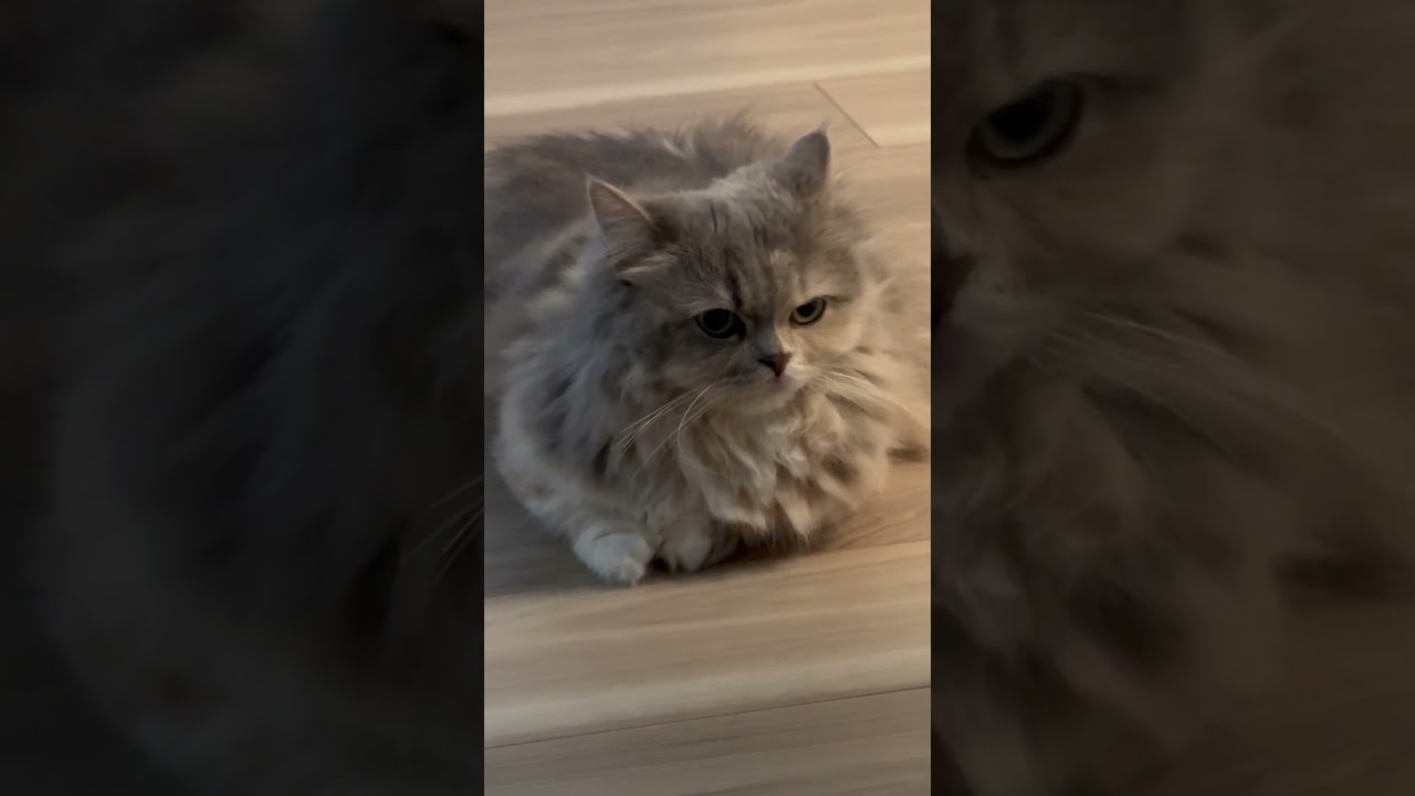 #マンチカン#cat #猫のいる生活 #ねこ #猫 #マンチカン短足