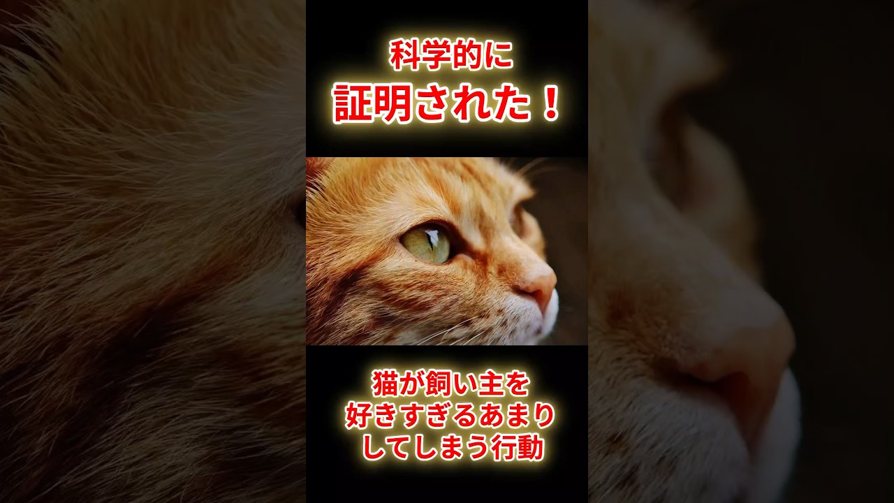科学的に証明された！猫が飼い主を好きすぎるあまりしてしまう行動！【猫の気持ち】#shorts #猫動画 #猫 #ねこ#保護猫 #猫の気持ち #かわいい