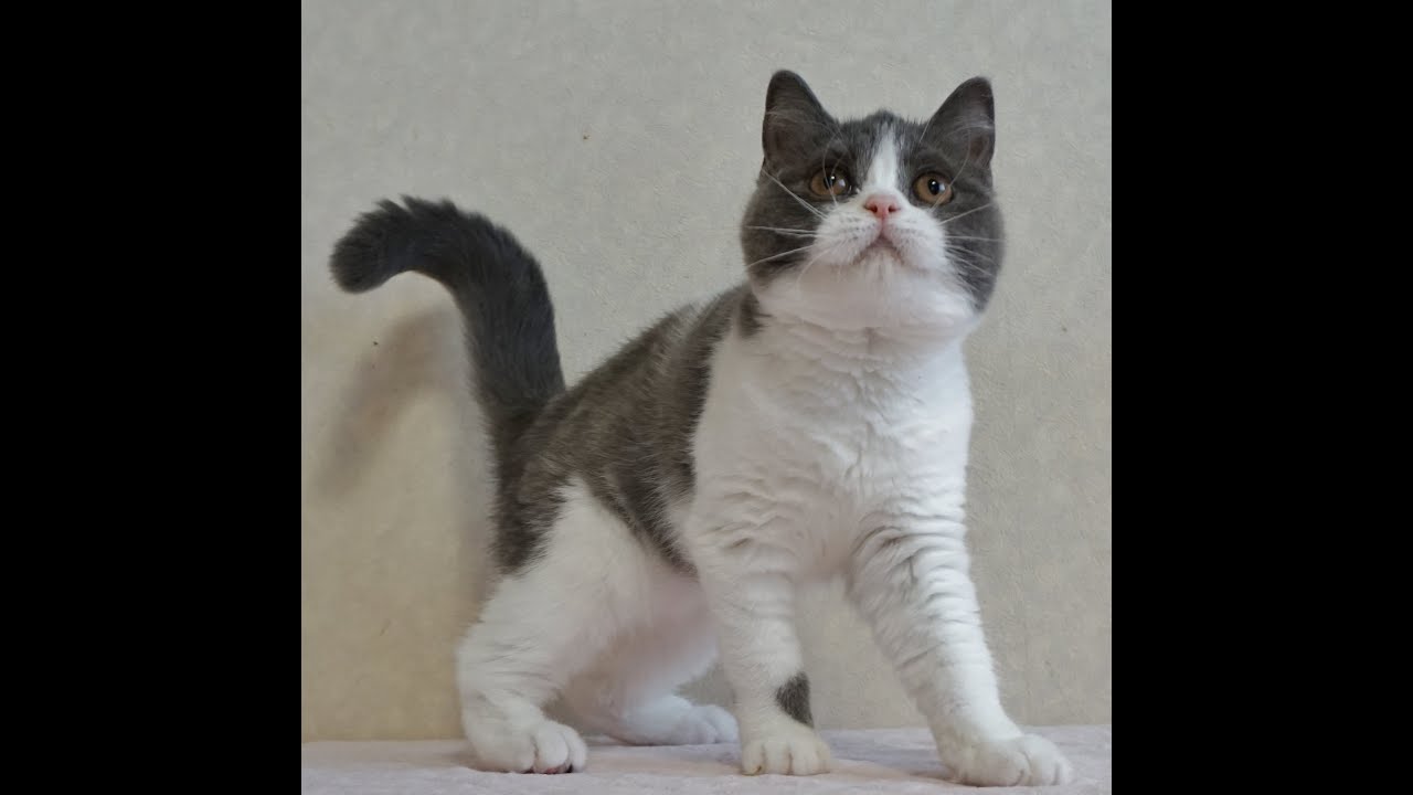 ブリティッシュショートヘアー子猫　British Shorthair　2024.3.19産まれ　ブルー＆ホワイト　男の子　シーダキャット猫のお店