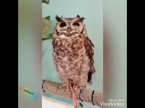 繊細なアビシニアンワシミミズクを撫でさせていただいた